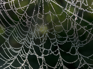 horror cobweb, isolated on background, nature