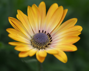 Daisy Yellow Pink