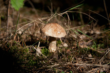 mushroom in the forest