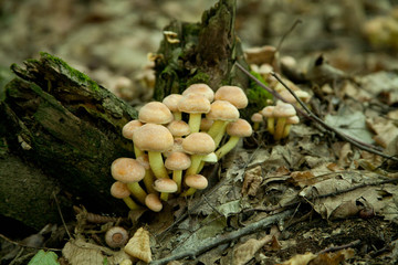 poisonous mushrooms