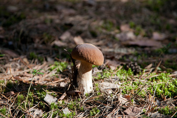 mushroom in the forest