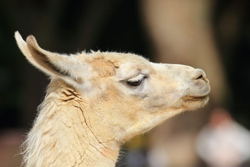 Fototapeta premium Lama (Lama glama) close up