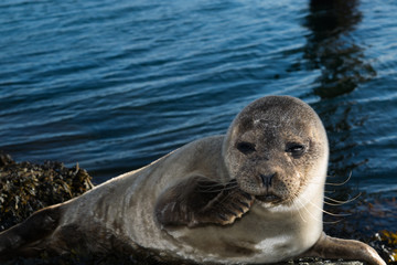 Cute gray seal taking a sunbath on rock