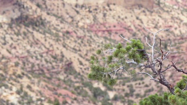 Pinion pine branch above desert landscape nature P HD 1742