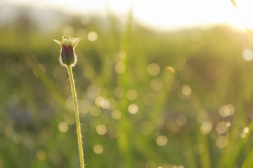 beautiful flowering grass with bokeh at dawn