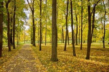 Autumn colorful landscape in the Catherine park in Pushkin (Tsarskoe Selo), St.Petersburg, Russia. 