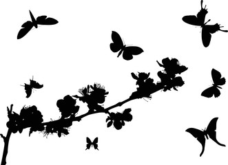 cherry tree blooms and six butterflies isolated on white