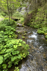 Obraz premium Potok w górach Słowacji Niskie Tatry