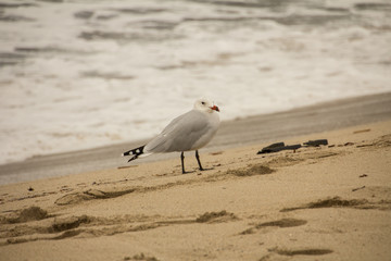 Möwe am Strand