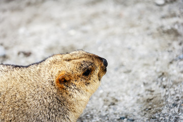 Marmot