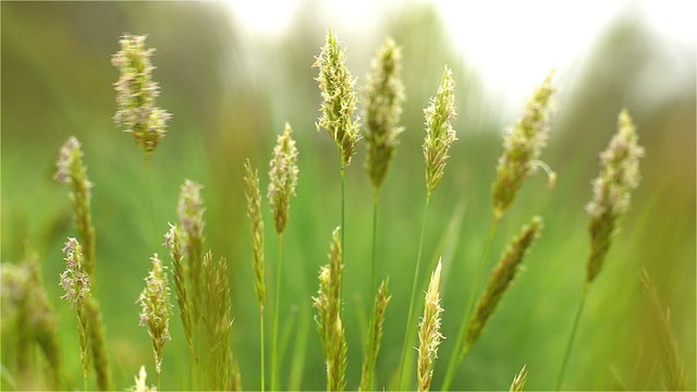 The peaks of the seeds of grass swaying in the spring breeze. The background is blurred.
