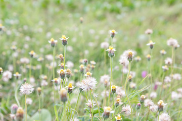 flower grass field © bankajk