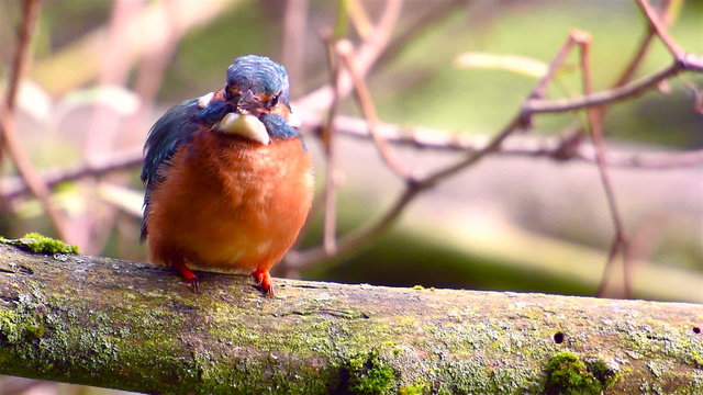 Common Kingfisher sitting on a branch overlooking a small pond.