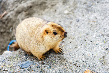 Marmot