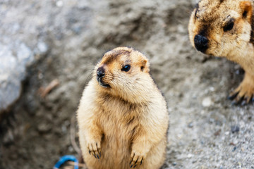 Marmot