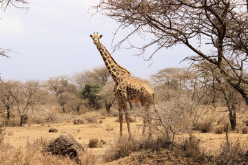 Naklejka premium Giraffe