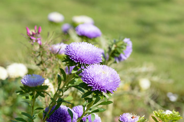 Purple, white and yellow Aster (asteraceae) flowers