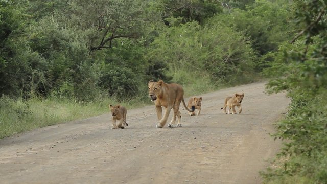 Three lion cubs with mother walking in the middle of a dirt road in an African game reserve.