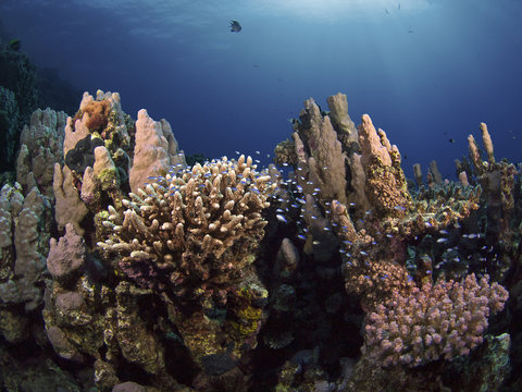 Red Sea coral garden, Korallengarten im Roten Meer