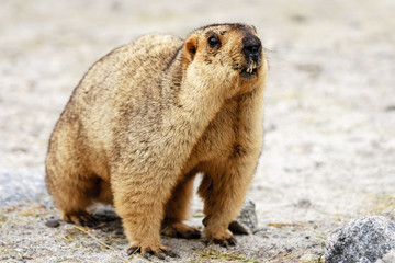 Marmot
