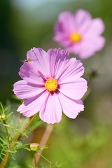Obraz premium Pink Cosmos with Yellow Center (Cosmos bipinnatus) flower
