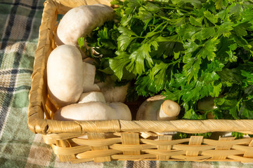 Raw mushrooms in a basket on the  tablecloth bunch parsley