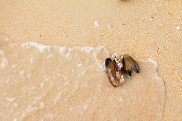 Shell mussel on beach and sea wave