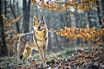 Wolfdog in forest