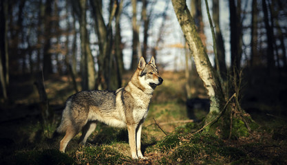 Naklejka na ściany i meble Wolfdog in forest