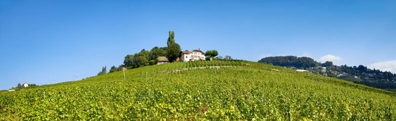 Fototapeta na wymiar Weinberg Panorama in der französischen Schweiz bei Lausanne