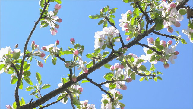 Panoramic shot blooming apple branch a sunny day. Video from a low angle and in the background is the clear blue sky.
