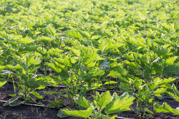 Eggplant farmland