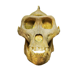 Naklejka premium The skull of gorilla on white background