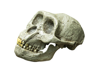 Fototapeta premium The skull of Australopithecus africanus from Africa