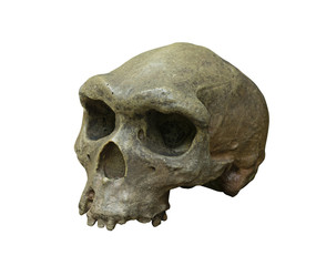 The skull of Homo erectus on white background