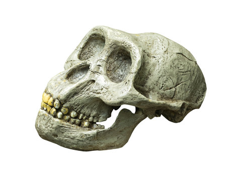 The skull of Australopithecus africanus from Africa