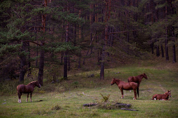 лошади в лесу в горах
