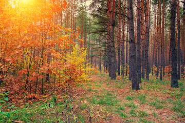 Autumn forest