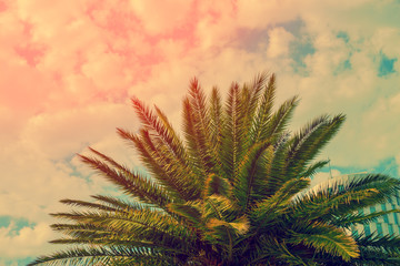 Obraz premium The top of palm trees on the cloudy sky background