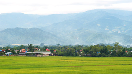 Fototapeta na wymiar City of rice farm