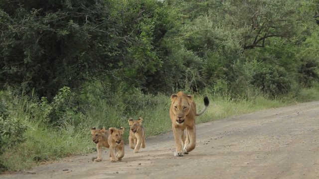 Lioness walking with her cubs on side of dirt road in the African wilderness.