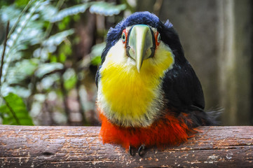 Colorful toucan at Iguazu Falls,  Brazil