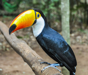 Colorful toucan at Iguazu Falls,  Brazil