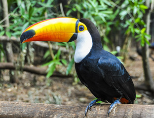 Colorful toucan at Iguazu Falls,  Brazil