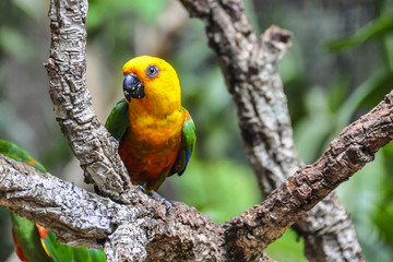 Yellow bird at Iguazu Falls,  Brazil