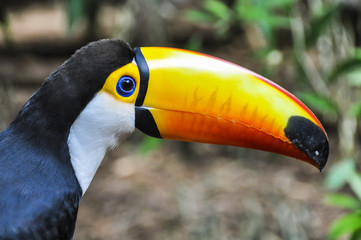 Colorful toucan at Iguazu Falls,  Brazil