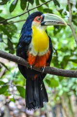 Colorful toucan at Iguazu Falls,  Brazil