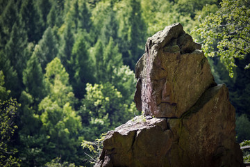 Rock in the forest