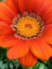 Gazania Deep Orange
