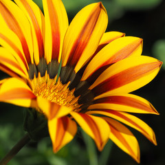 Gazania Yellow Red
